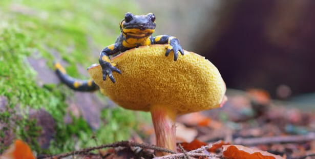 Dans la famille biodiversité ordinaire, protégeons la salamandre