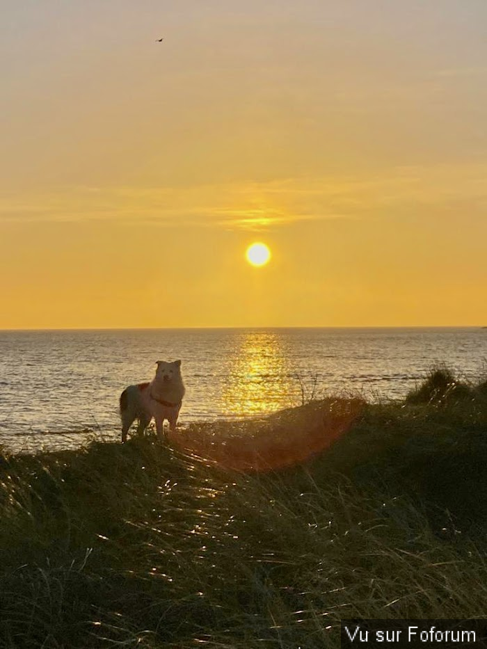 Photos de vos animaux domestiques