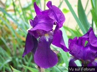 Une petite brise printanière