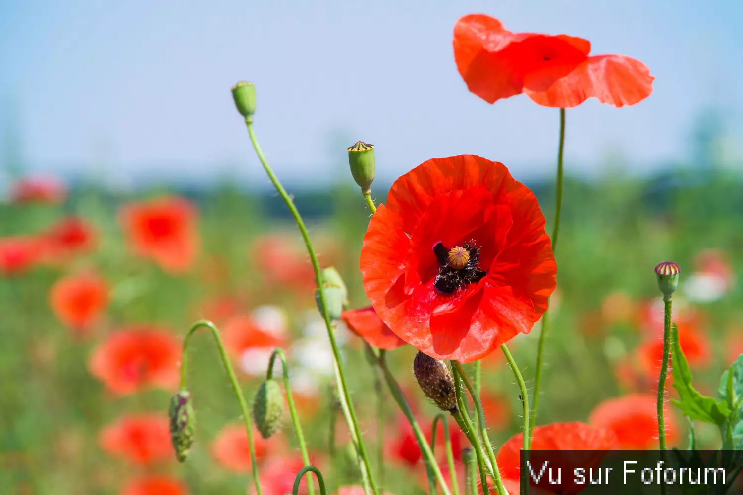 Une petite brise printanière