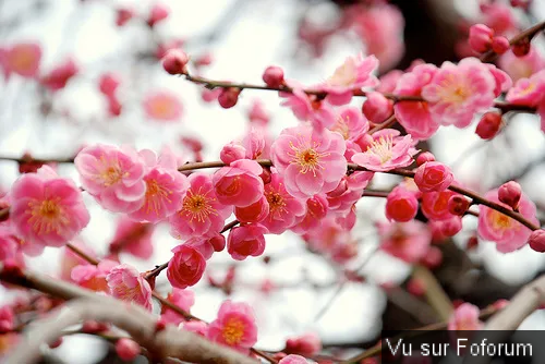 Une petite brise printanière