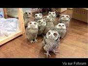 Dans ta maison de @a.ries quand tu ouvres la porte lol 🦉