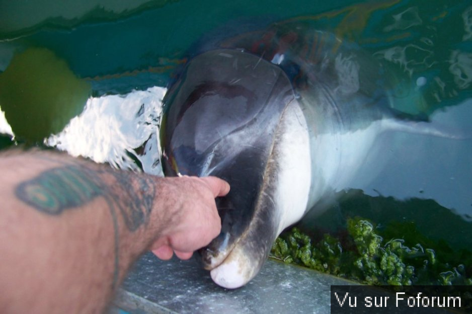 Capitaine Jack s'est trouvé un ami