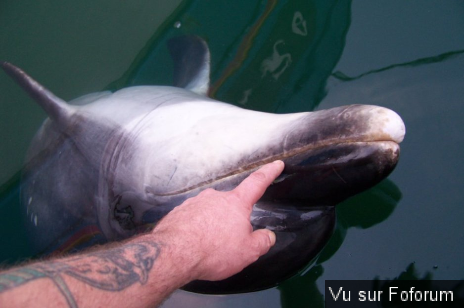 Capitaine Jack s'est trouvé un ami