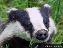 Aspas pour sauver les animaux sauvages de France 💪