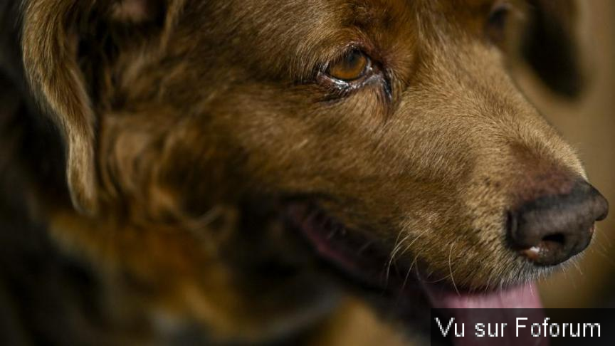 Le chien Bobi, détenteur du record de longévité, s'éteint à l'âge de 31 ans