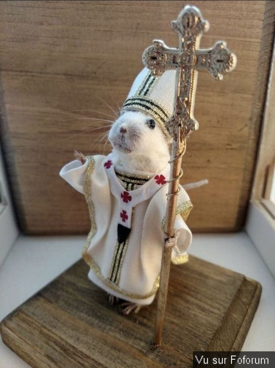 Je suis une légende 🐧✨