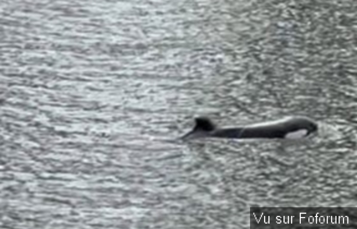 Une opération sans précédent avec un drone pour guider l’orque vers la mer 🌊