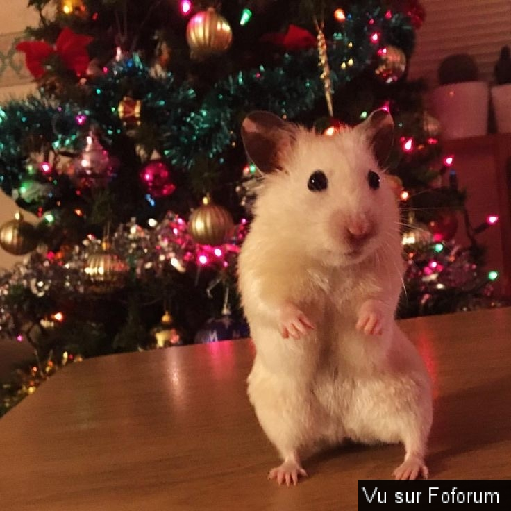 Fofocalendrier 2🎄 !!! ✨