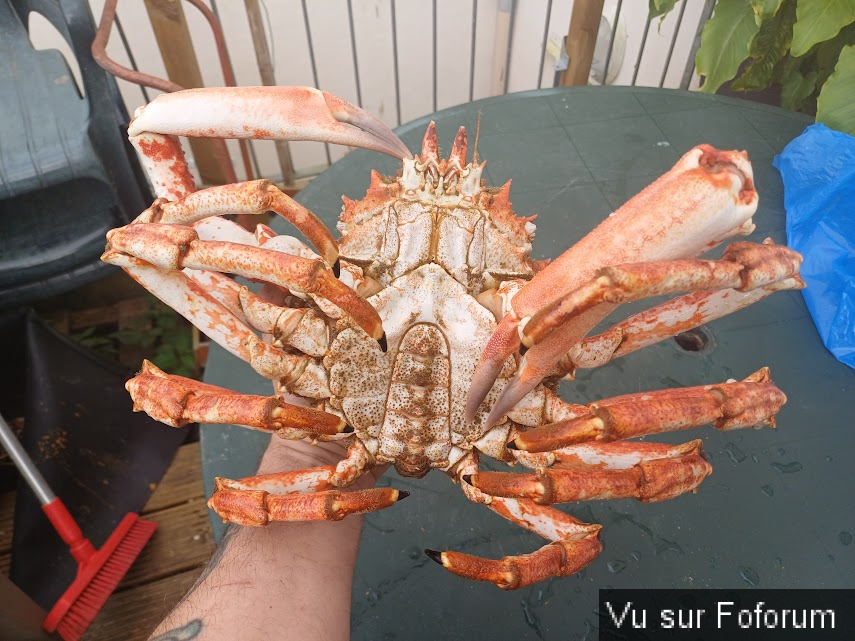 Araignée de mer pêchée par Capitaine Jack