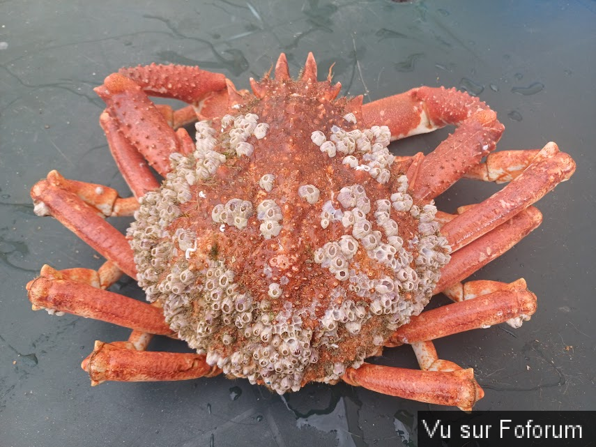 Araignée pêchée au port de Douarnenez