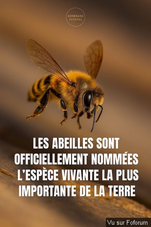 🎁 Bonus Fofocoins : La réponse surprise