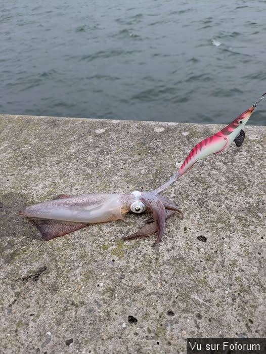 🎁 Bonus Fofocoins : La réponse surprise