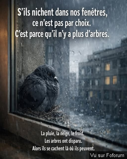 🎁 Bonus Fofocoins : La réponse surprise