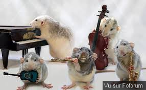 Les Rats reviennent en force, notre exil est fini