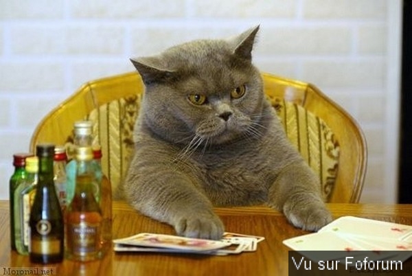 🎁 Bonus Fofocoins : La réponse surprise