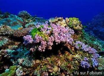 Pour une durée de cinquante ans, la Nouvelle-Calédonie interdit l'exploitation de ses fonds marins.