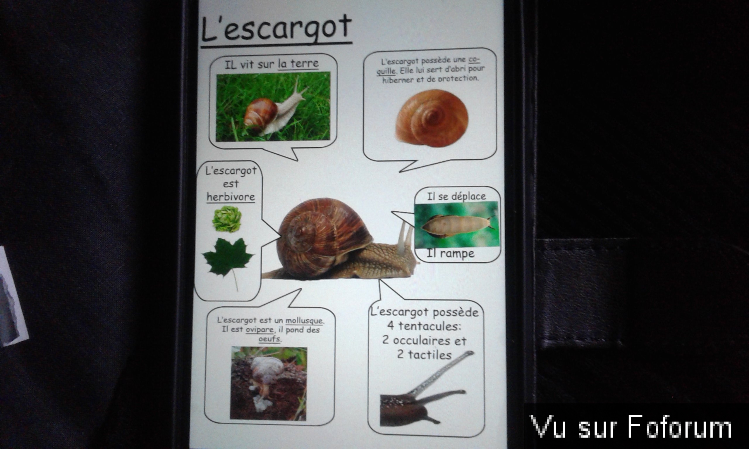 Cherche le petit qui a des escargot qui non pas de nom