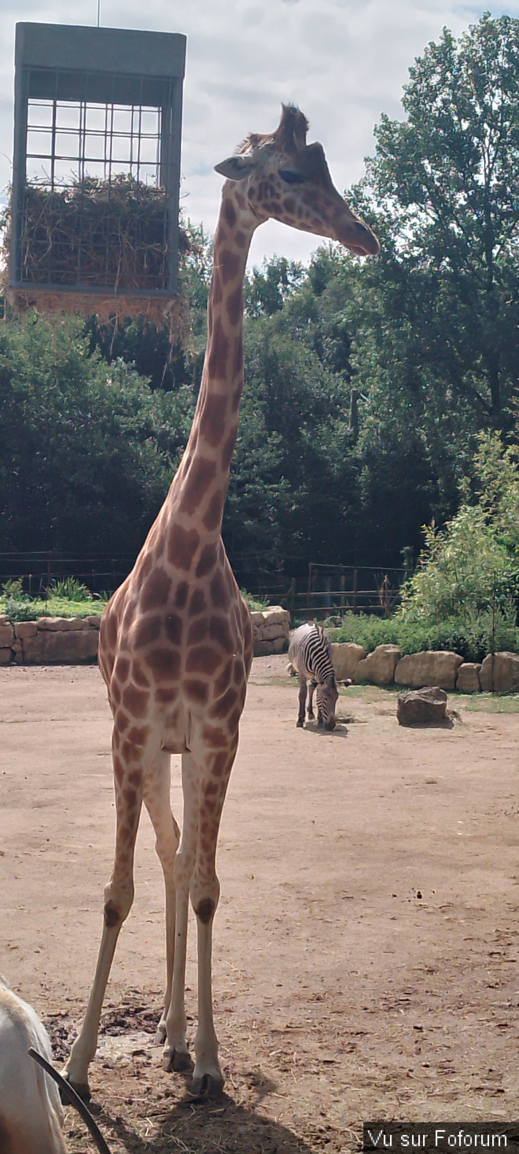 Zoo de Jurques.