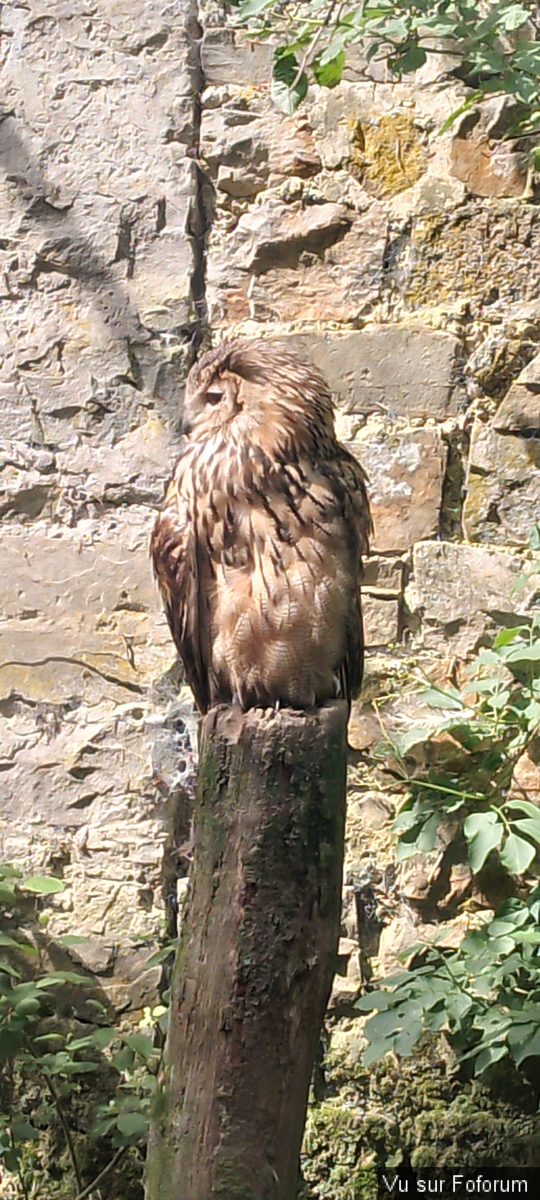 Zoo de Jurques.