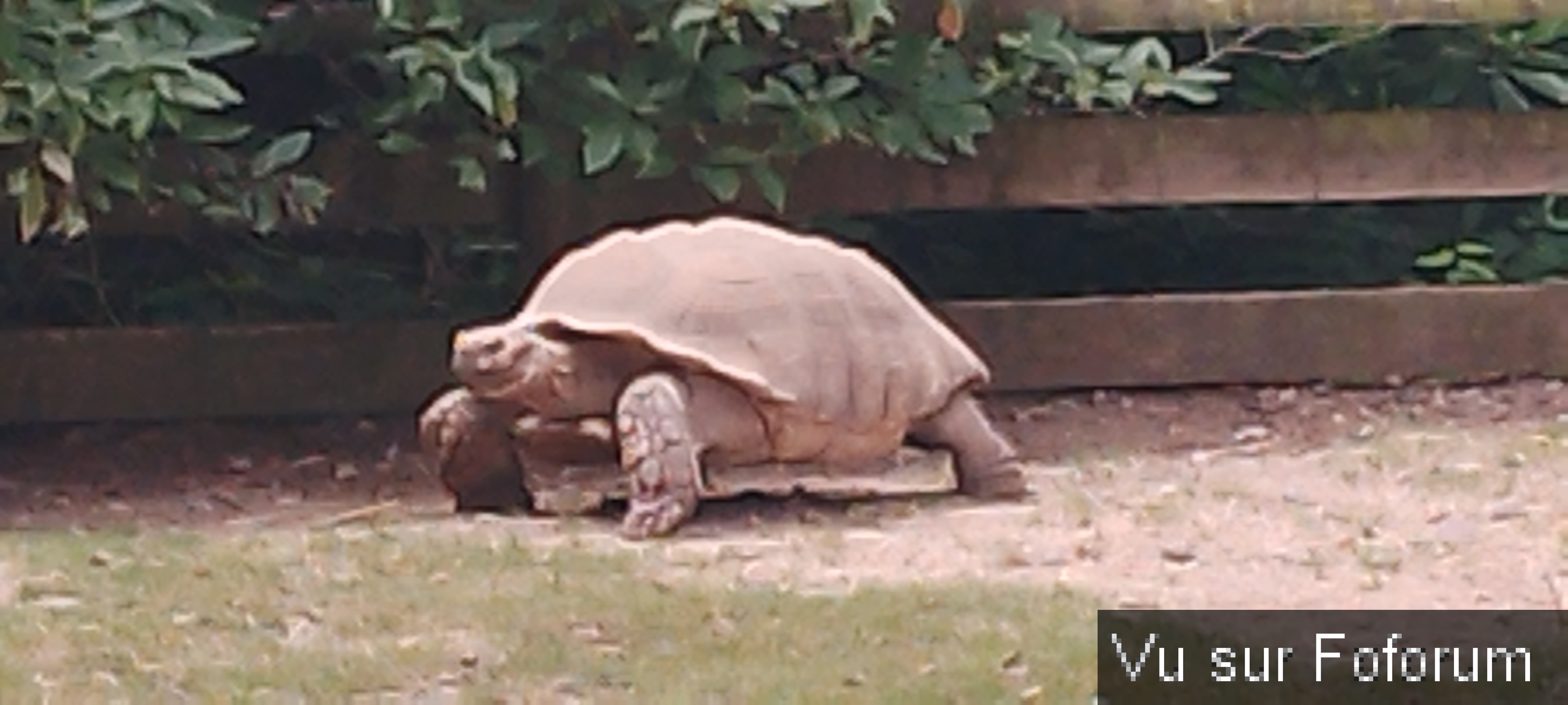 Zoo de Jurques.