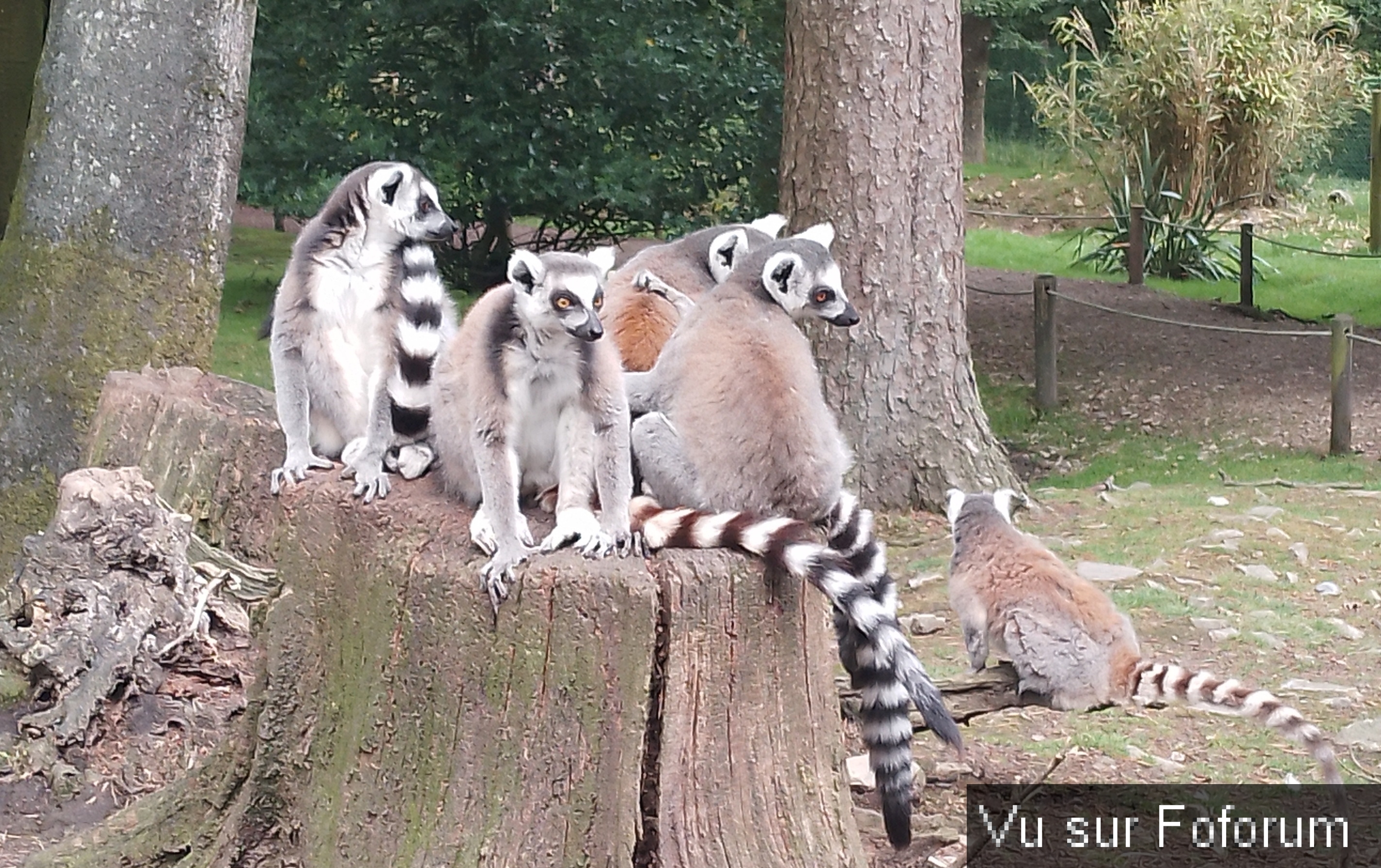 Zoo de Jurques.