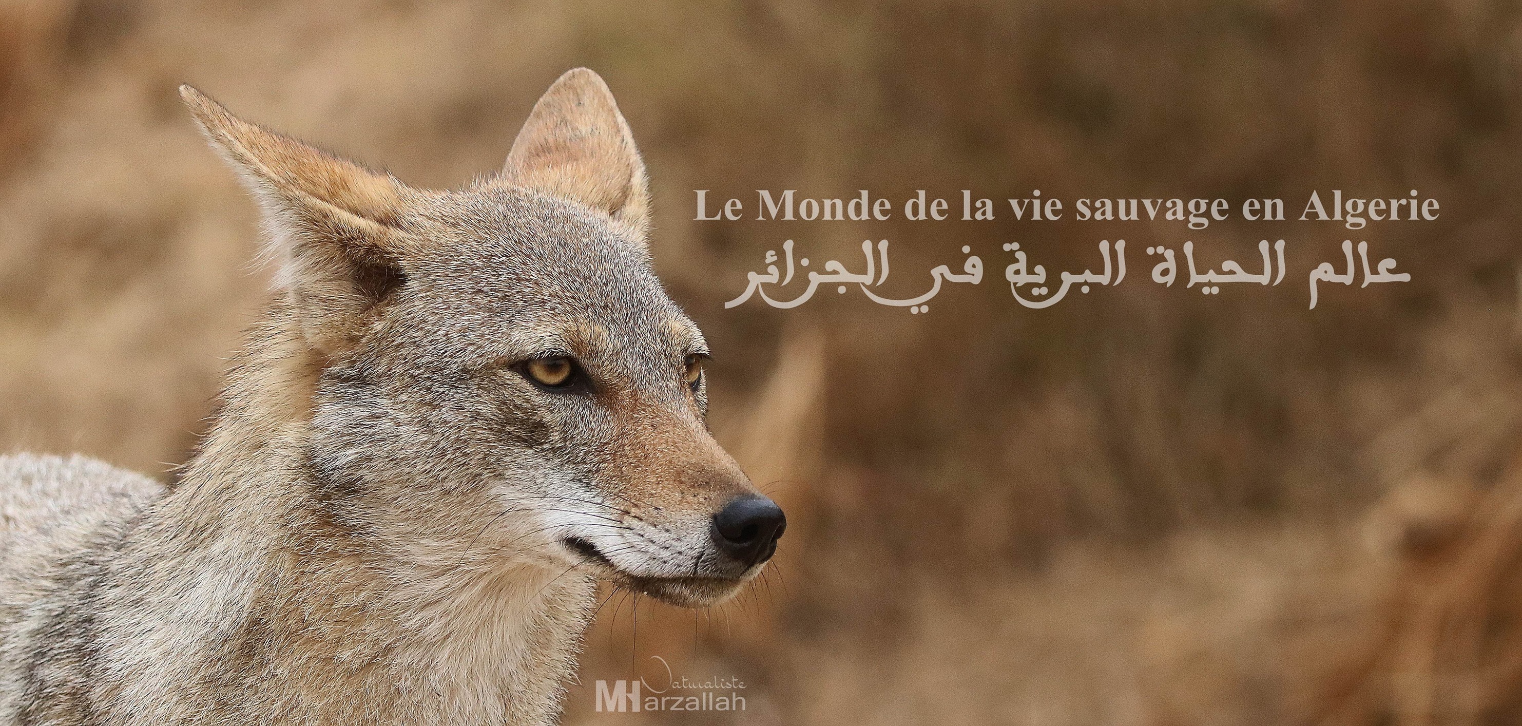 Le monde de la vie sauvage en Algérie