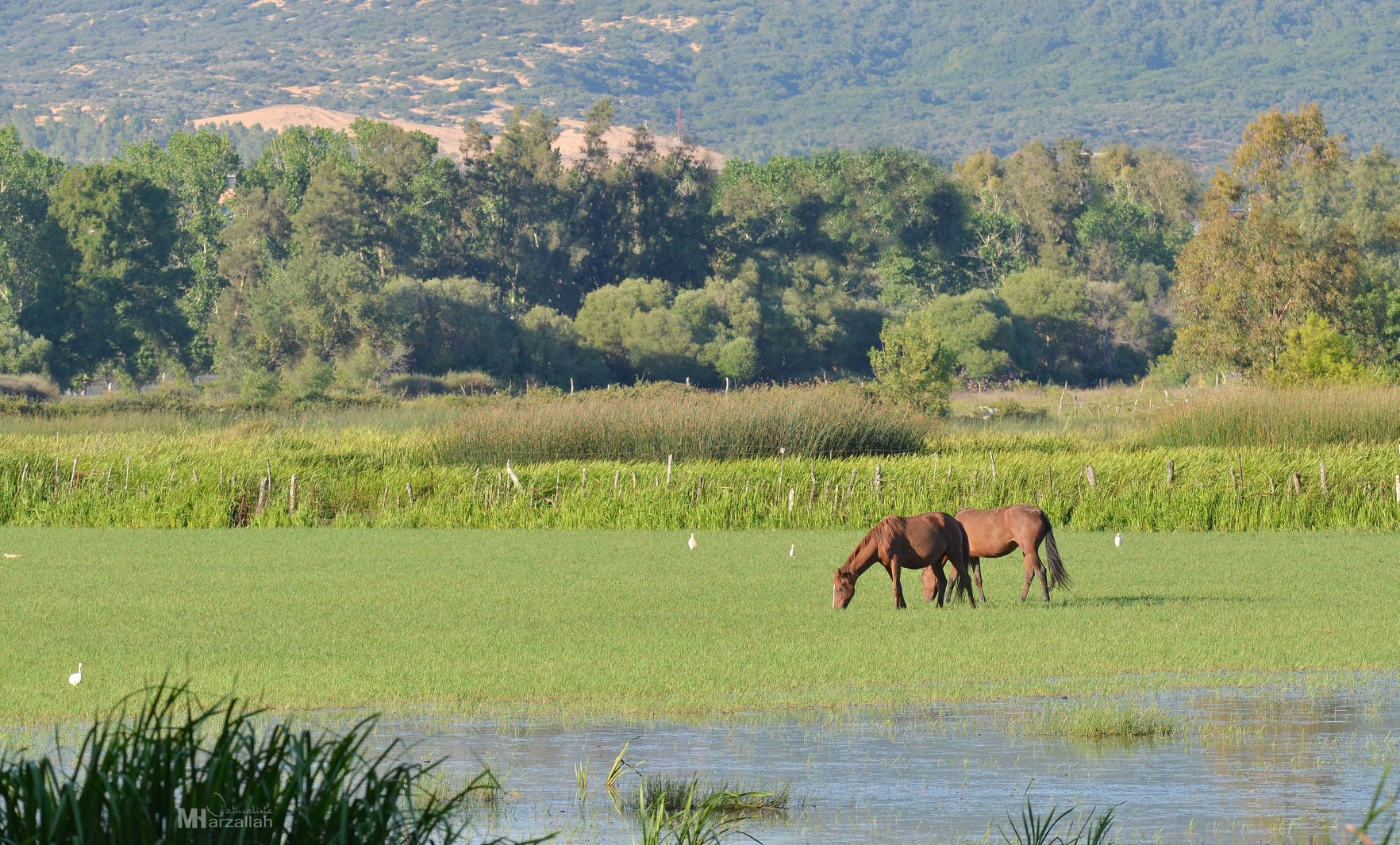 Le monde de la vie sauvage en Algérie