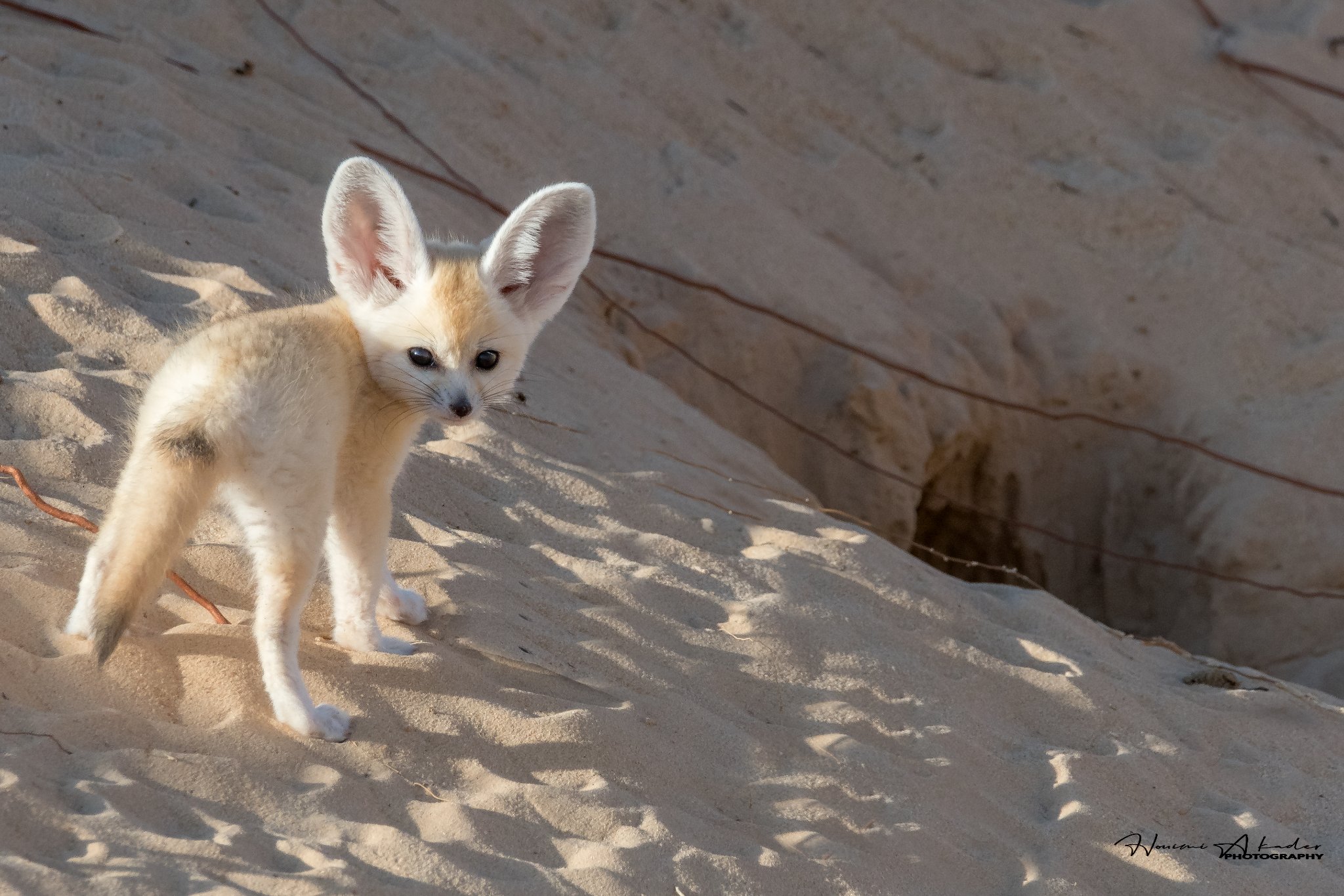 Le monde de la vie sauvage en Algérie