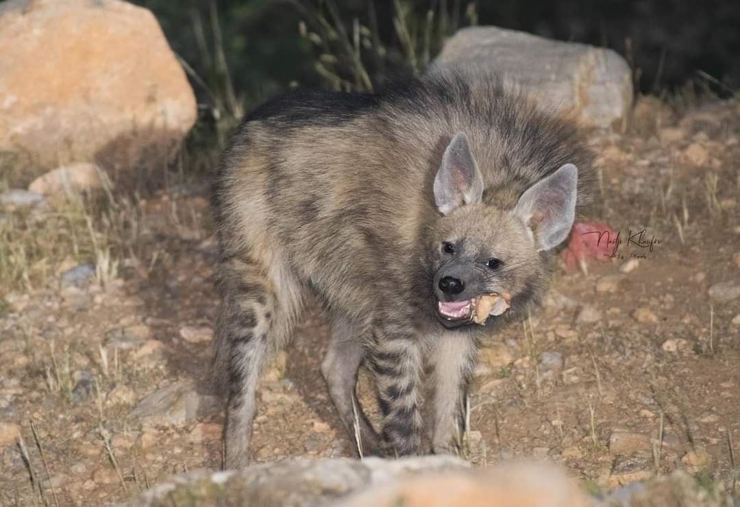 Le monde de la vie sauvage en Algérie