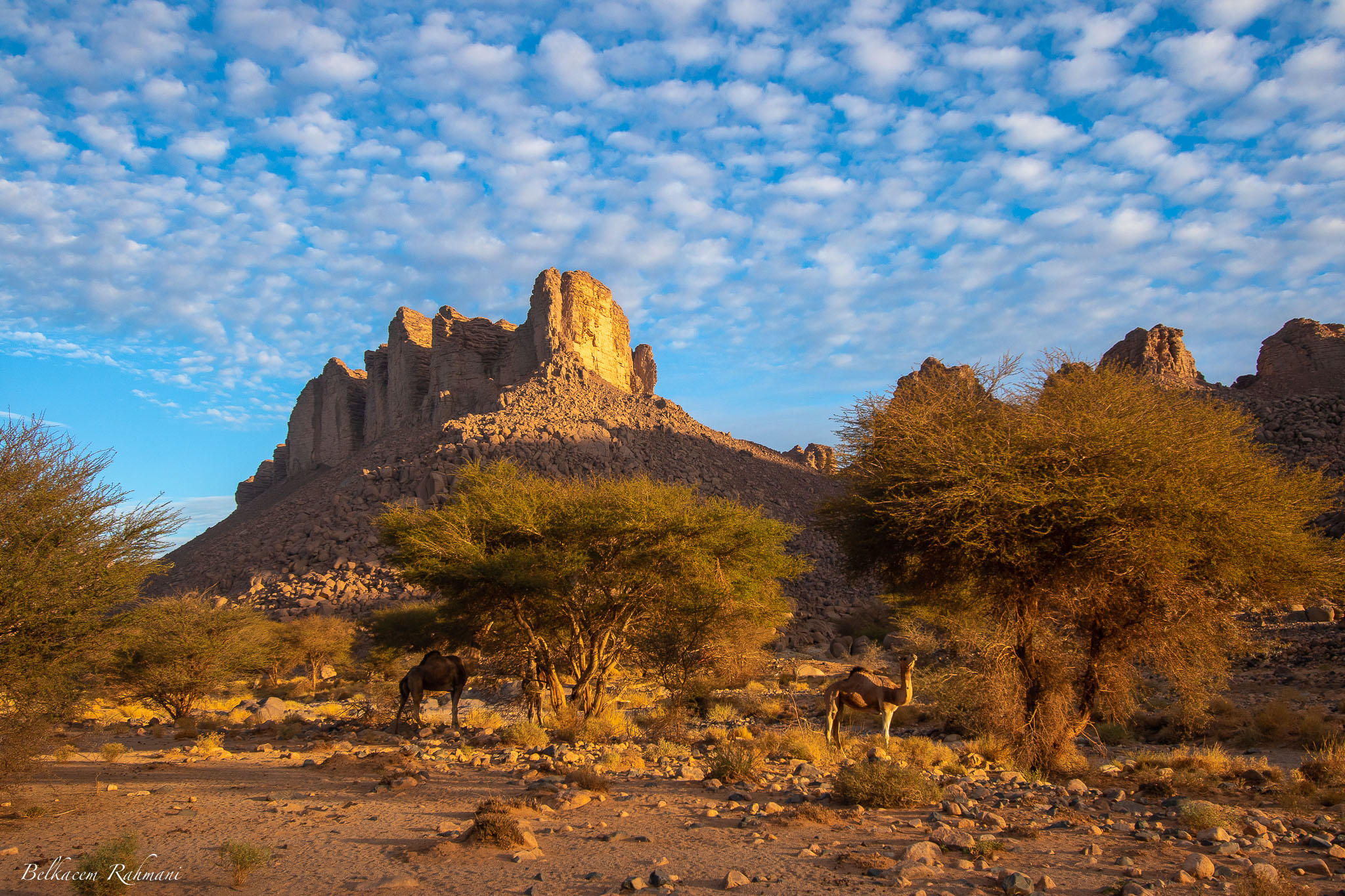 Le monde de la vie sauvage en Algérie