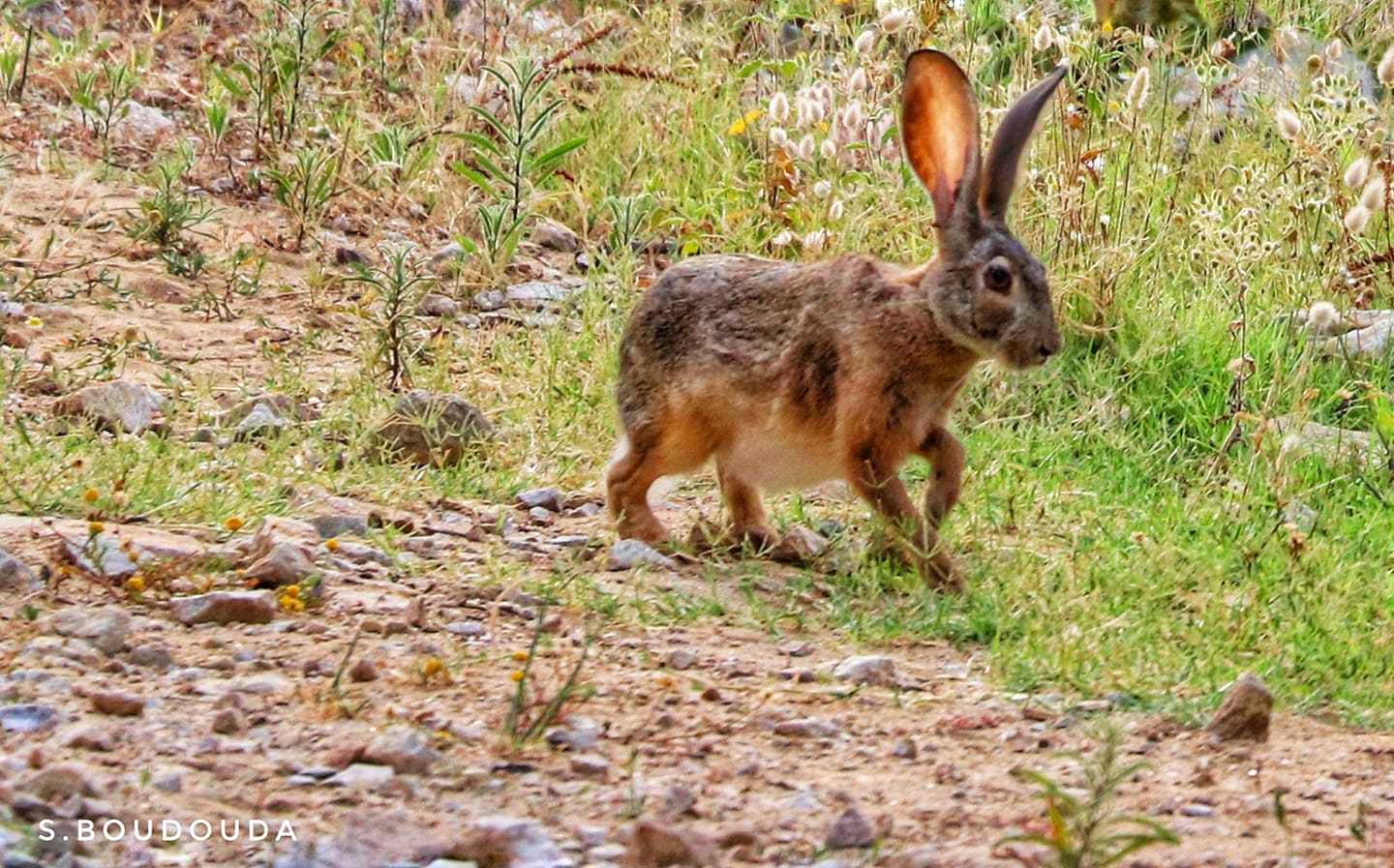 Le monde de la vie sauvage en Algérie