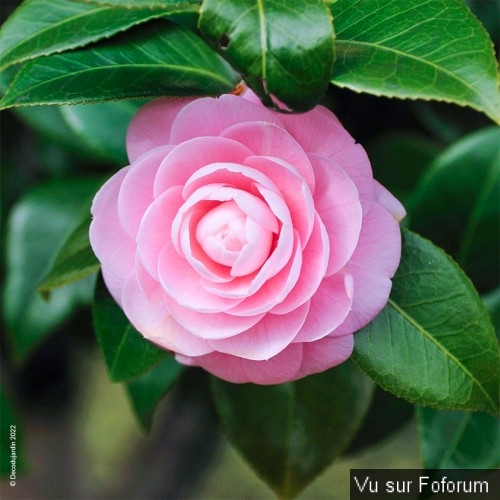 Une petite brise printanière