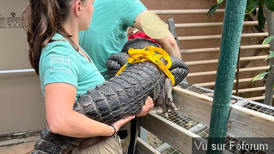 Quatre alligators du Mississippi saisis à la frontière franco-espagnole