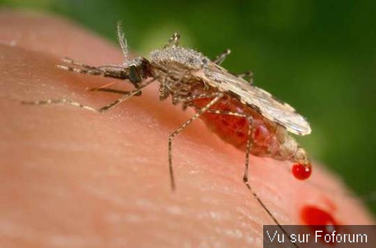 Les moustiques font leur retour en France : conseils pour les éloigner
