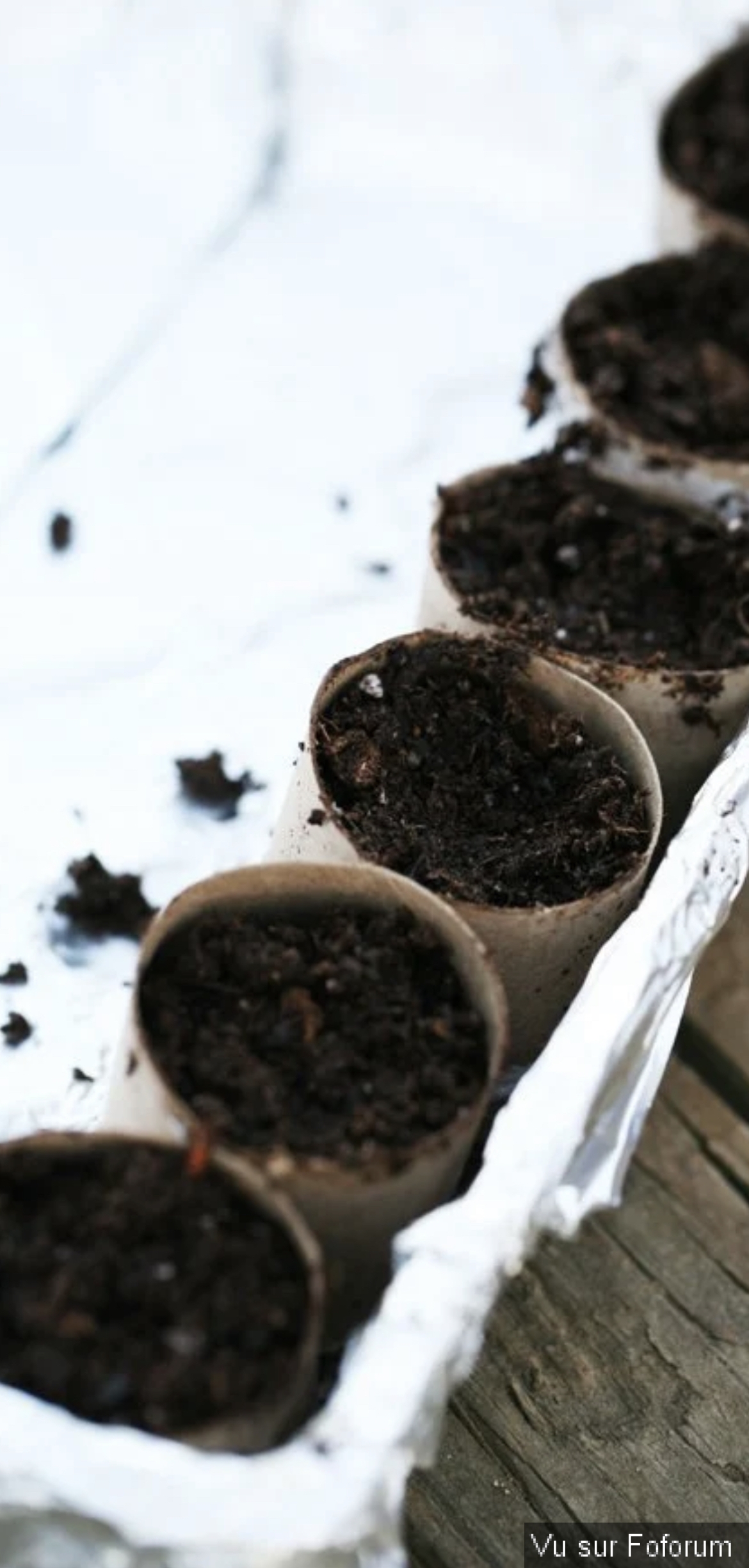 Comment fabriquer des pots pour semis en rouleaux de papier toilette