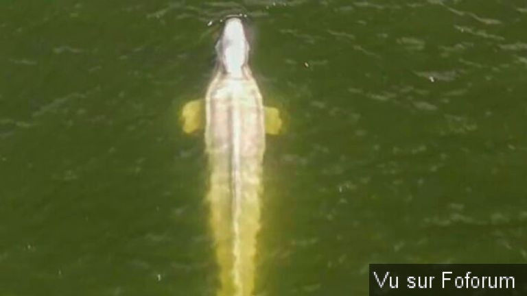 Un béluga perdu dans la Seine, en France, dangereusement maigre et refusant de se nourrir