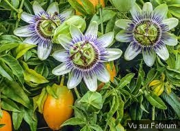 Une petite brise printanière