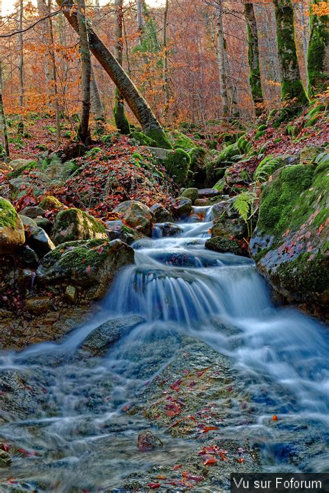 Quelle est la Forêt Qui ne Doit absolument pas Brûler ??
