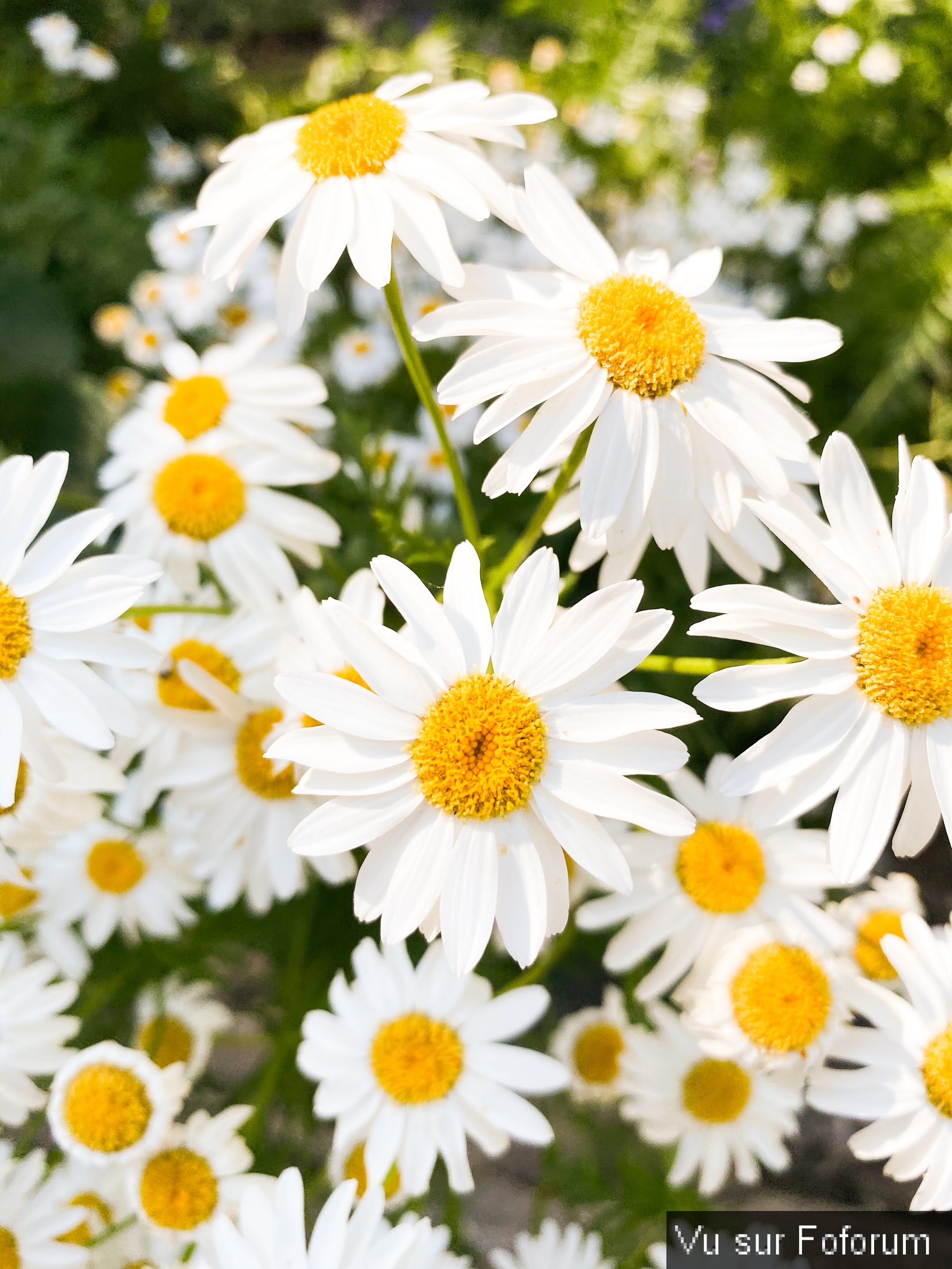 Une petite brise printanière