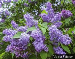 Une petite brise printanière