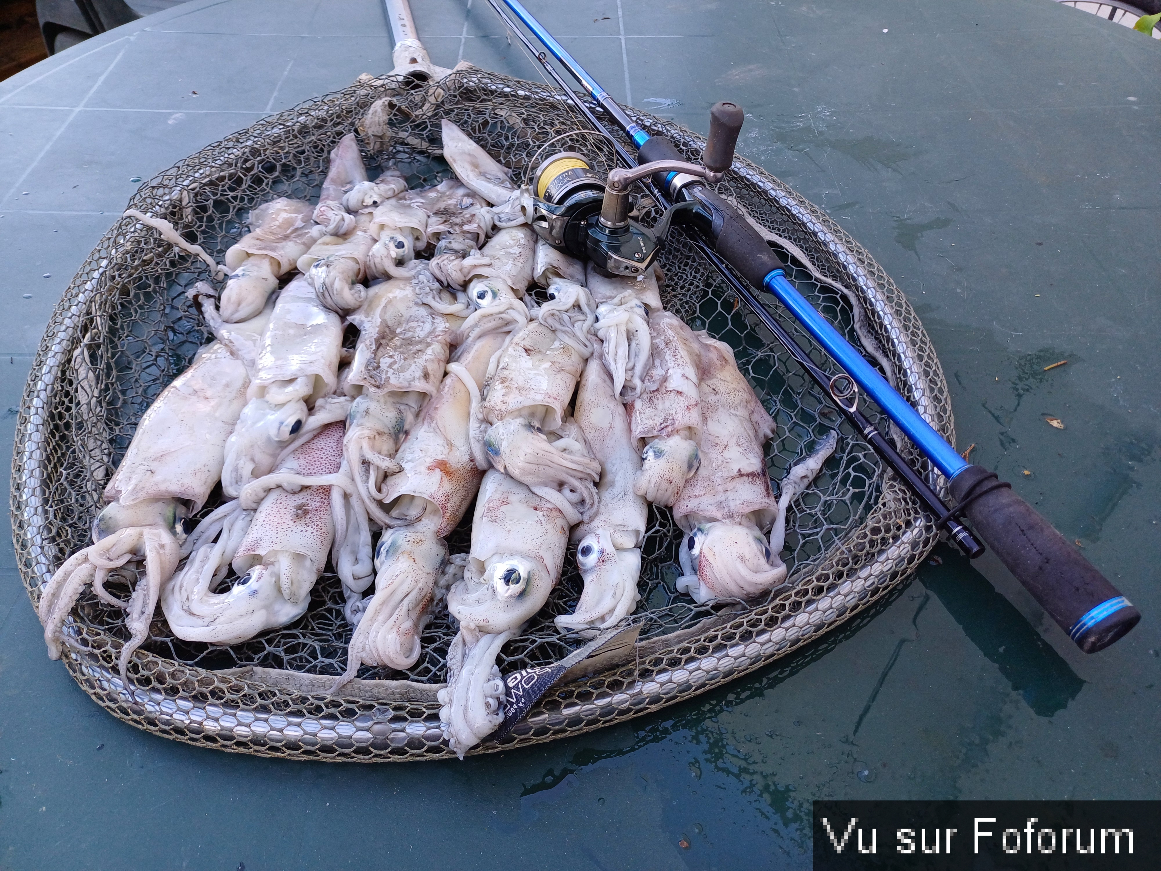 Encornets pêchés en mer par le Capitaine Jack.jpg