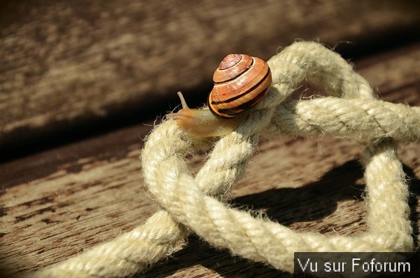 🎁 Bonus Fofocoins : La réponse surprise
