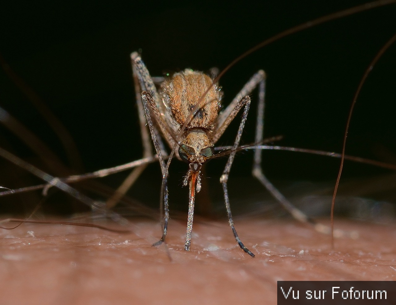 Pourquoi les Moustiques Vous Piquent-ils ?