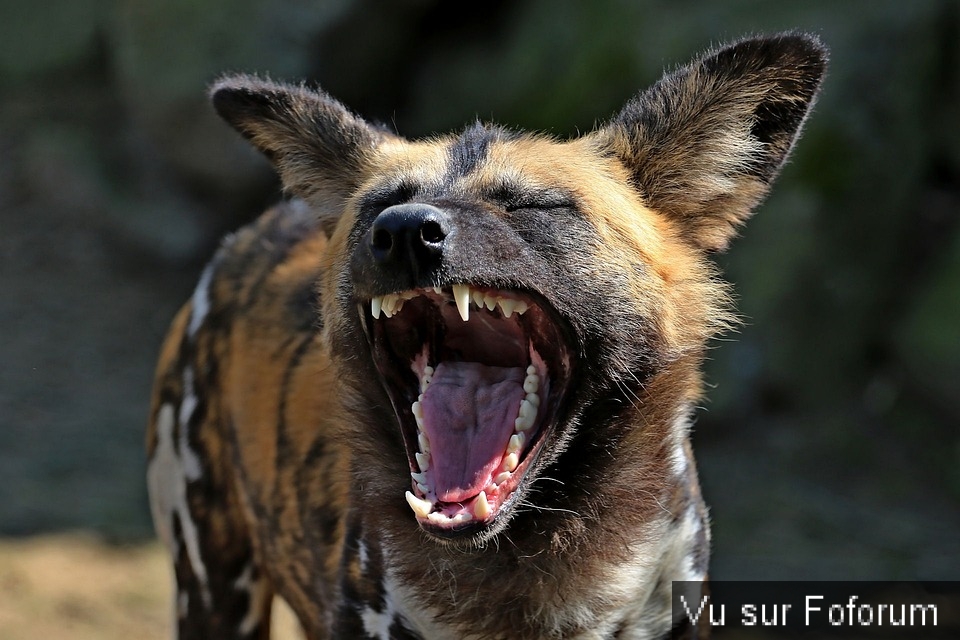 🎁 Bonus Fofocoins : La réponse surprise