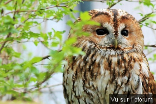 Poster n importe quoi qui vous fait plaisir ou vous fait rire, vous a étonné! Vidéo seulement ou short : jeu !