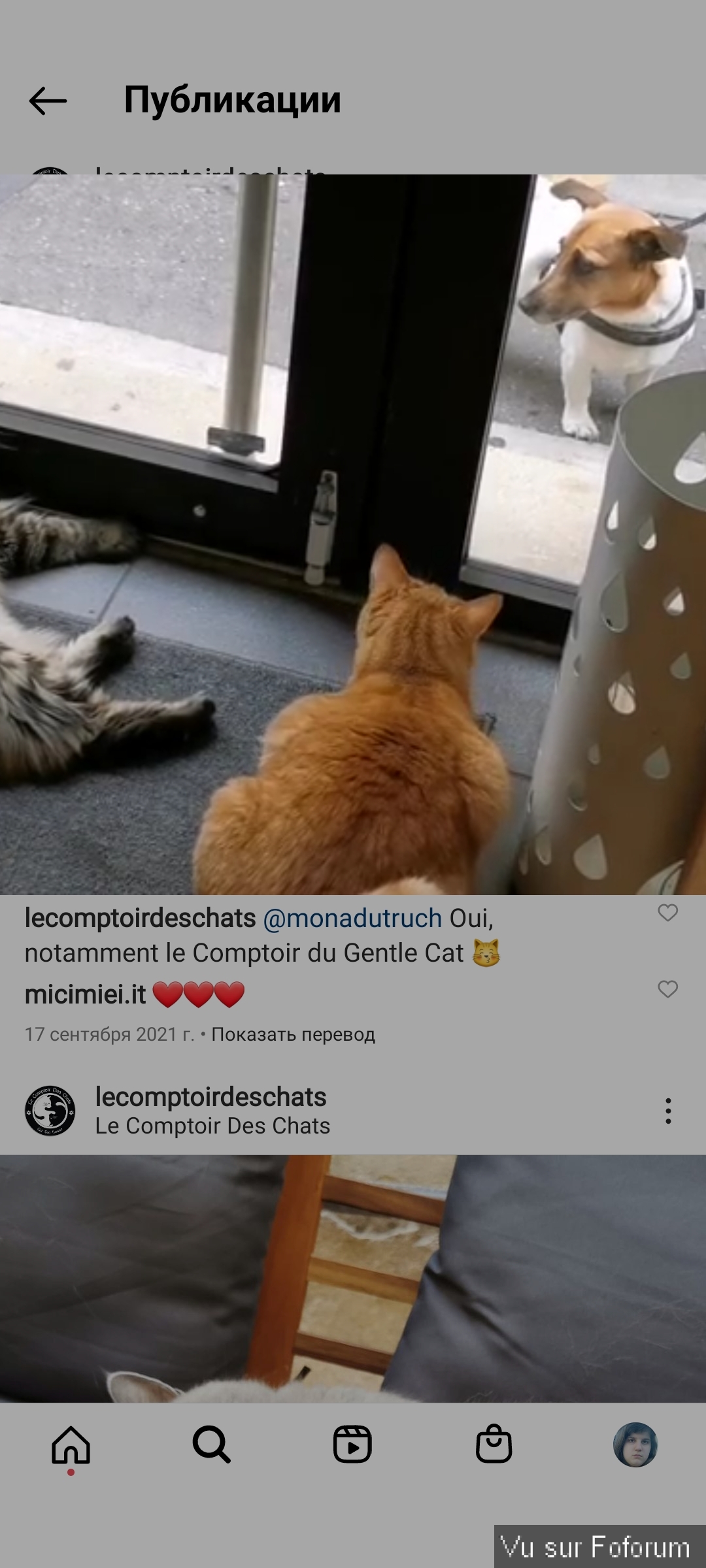 Comptoir des chats a Bordeaux.