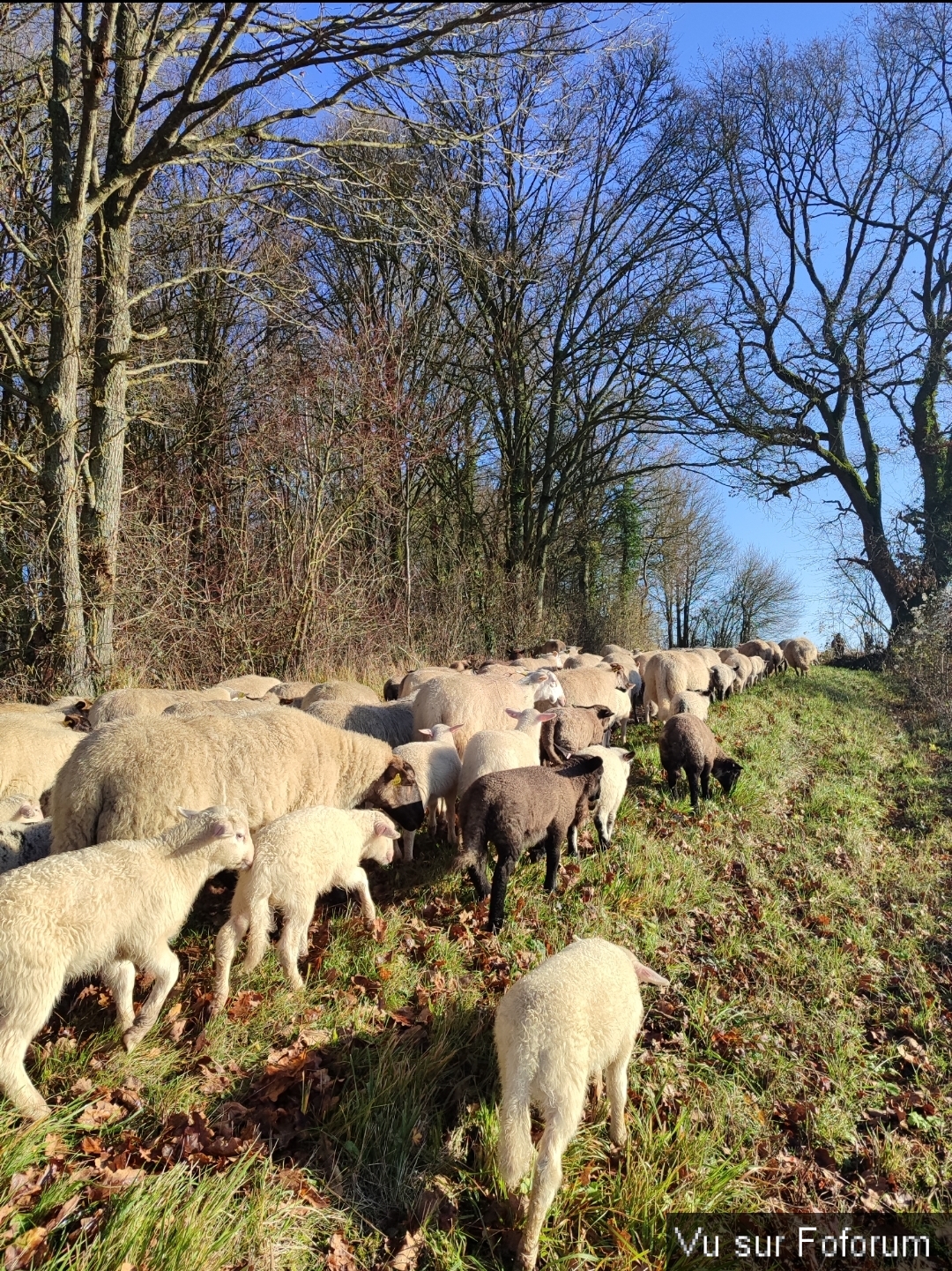 Des trucs à savoir... Sur les moutmouts 😌👌🏻