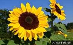 Une petite brise printanière Une petite brise printanière