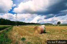 La métaphore en mycologie